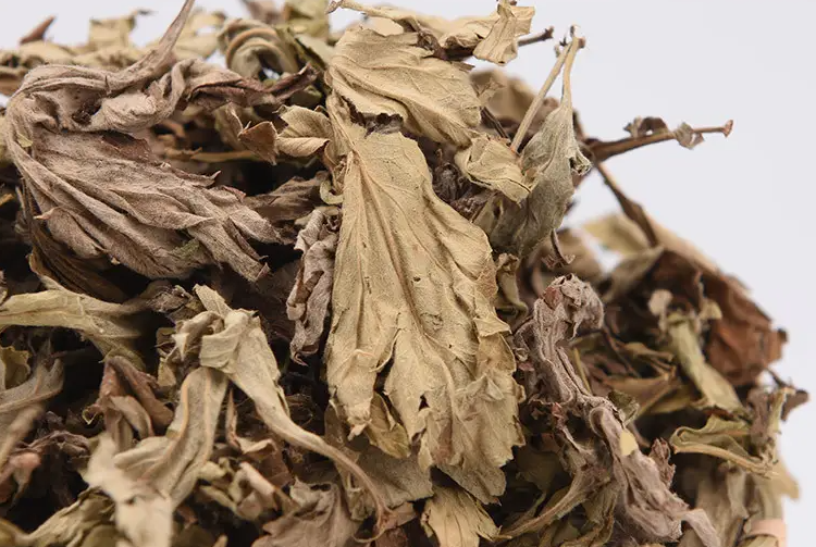 艾叶的功效与作用 艾叶泡脚能除湿气吗