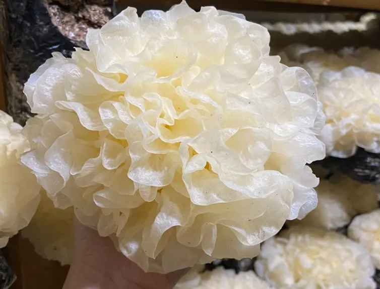 白木耳的功效 白木耳可以天天吃吗？