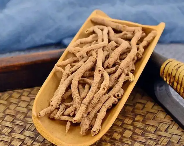远志的功效与作用 远志能提高记忆力吗