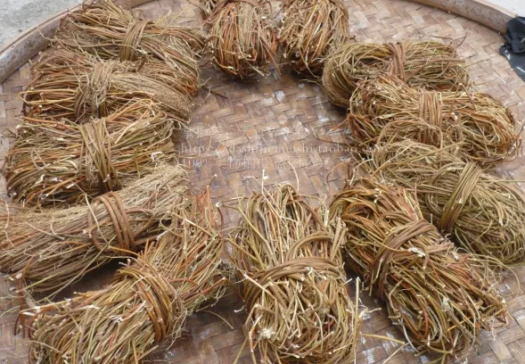 鸡骨草的功效与作用 鸡骨草泡水能天天喝吗