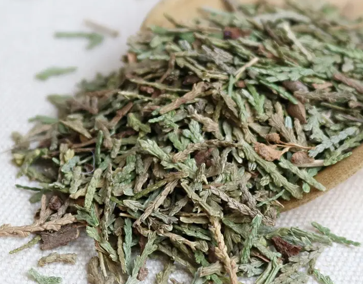侧柏叶的功效有哪些 侧柏叶能治脱发吗