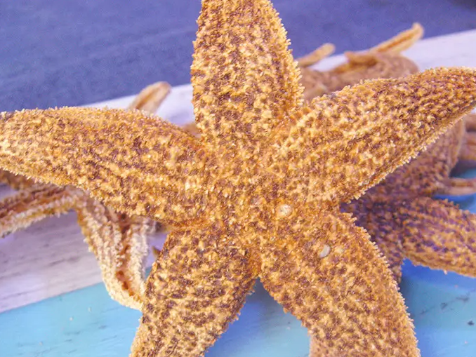 海星泡酒的方法以及保健功效