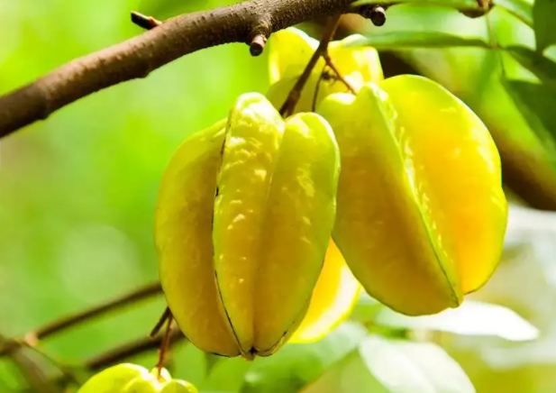 杨桃怎么吃 杨桃的食用方法大全