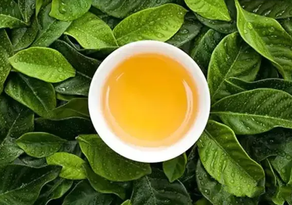 柿叶茶的功效与作用 柿叶茶的副作用