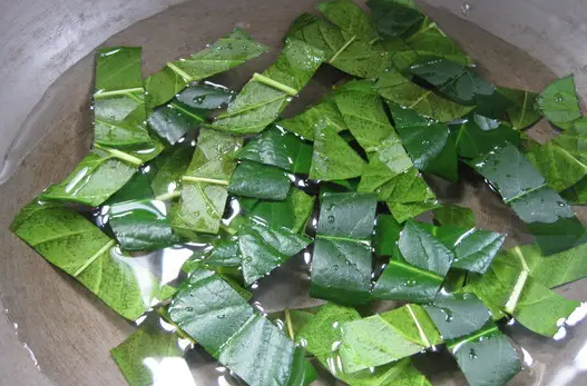 枇杷叶煮水的功效与作用 枇杷叶煮水的做法