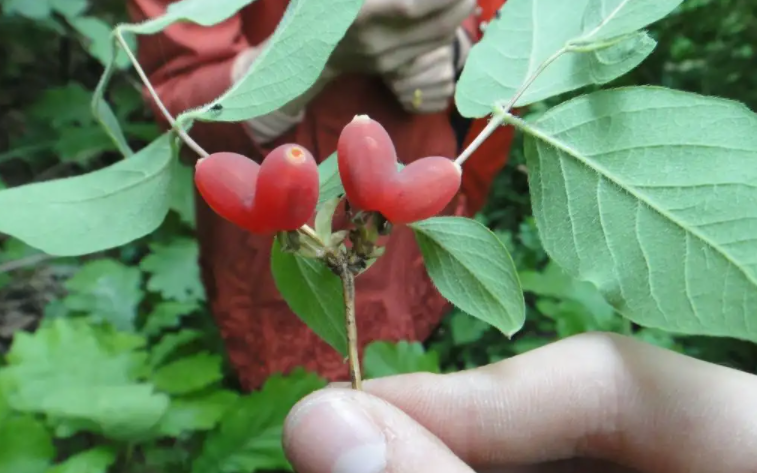 杈杷果的功效与作用 杈杷果的禁忌