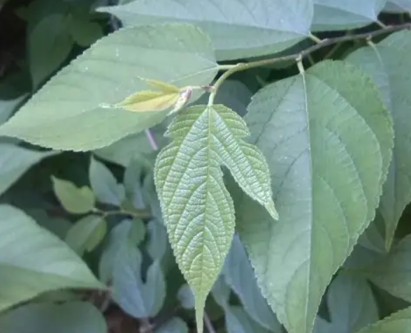 构树叶的功效与作用 构树叶洗澡能治疗荨麻疹吗