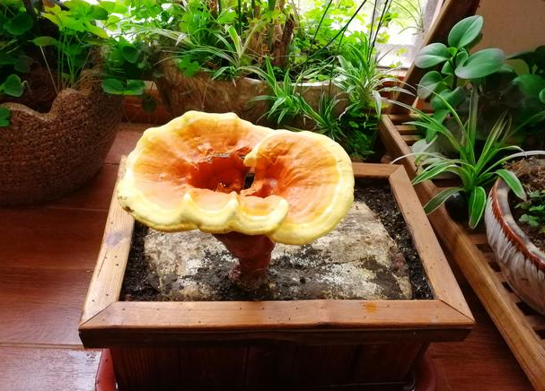 灵芝可以改善心血管系统？灵芝能提高男性性功能吗