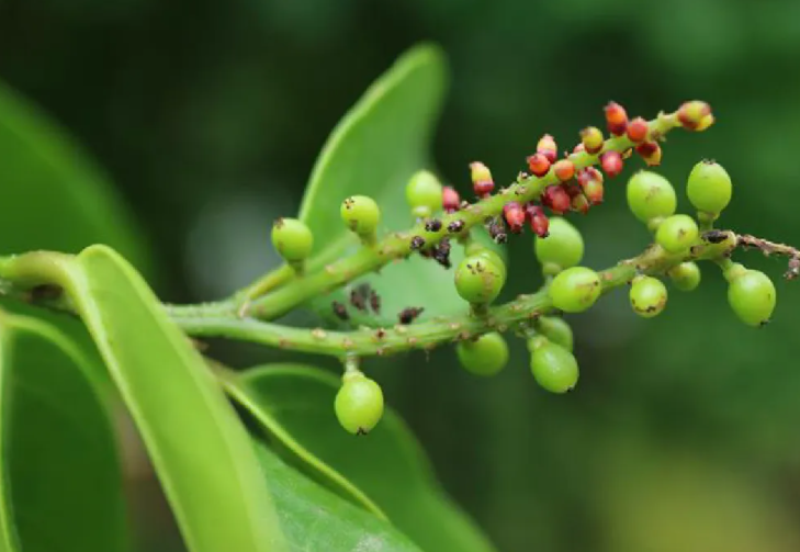 五月茶泡酒有什么功效 五月茶泡酒的功效与作用