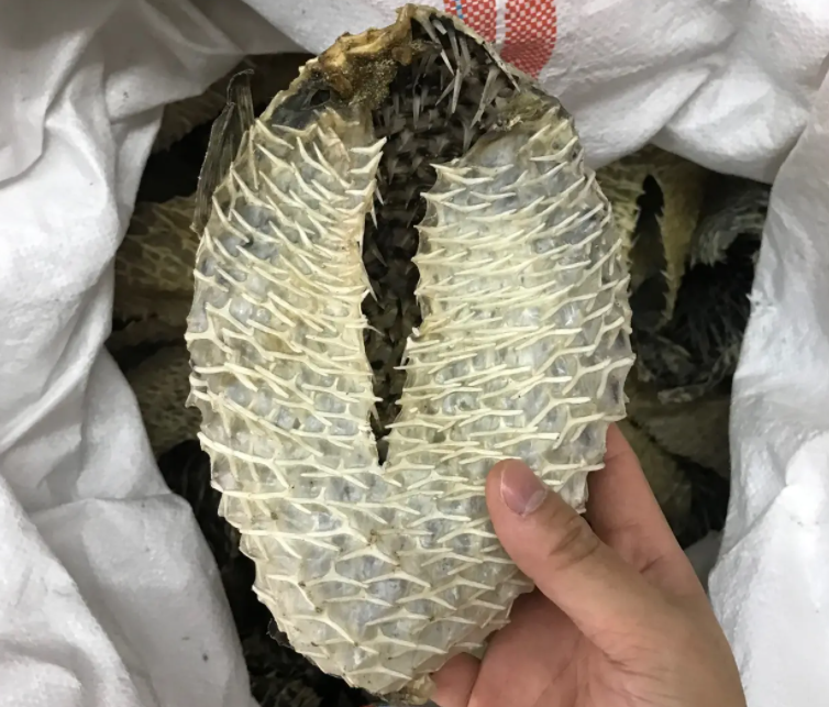 刺鱼皮的功效和作用 刺龟皮的药用价值