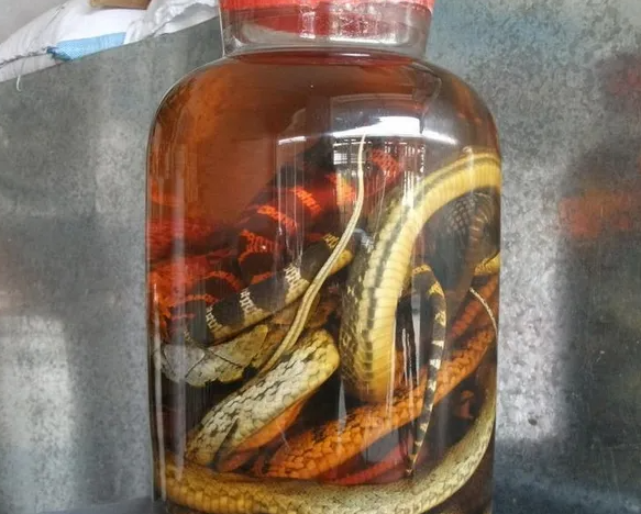 蛇酒的功效与作用 蛇酒能治痛风吗