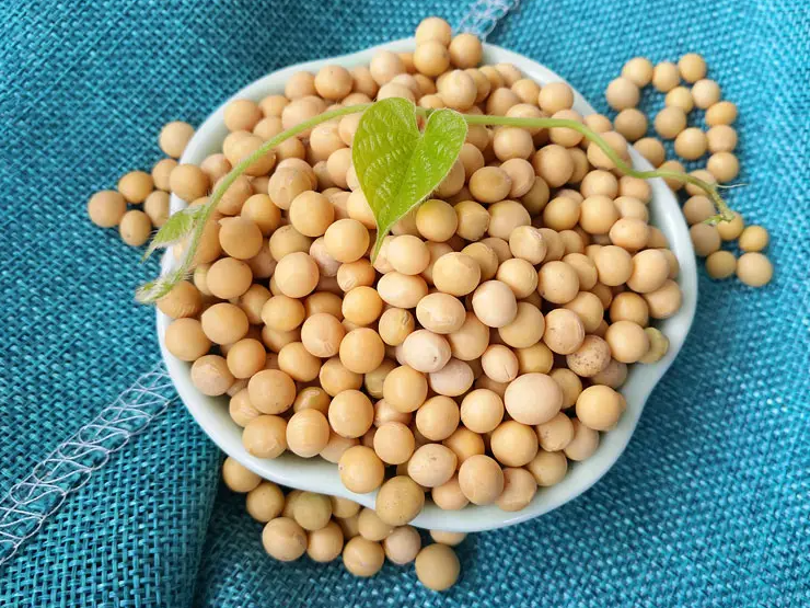 黄豆的功效与作用 黄豆的9大功效