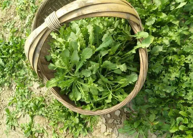 荠菜怎么做最好吃 什么人不能吃荠菜