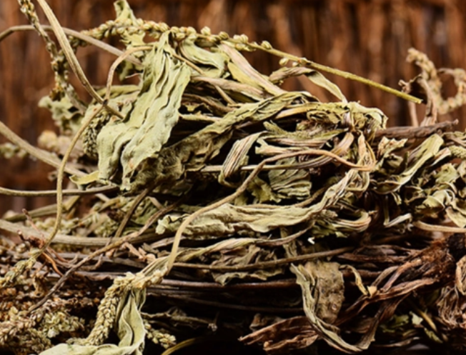 中药车前草的功效与作用及药用价值