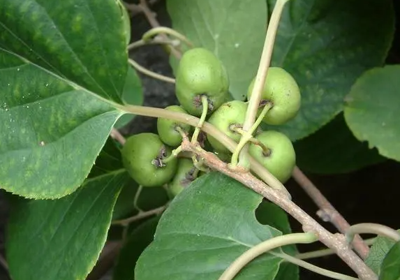 野生圆枣子怎么吃 野生圆枣子的功效