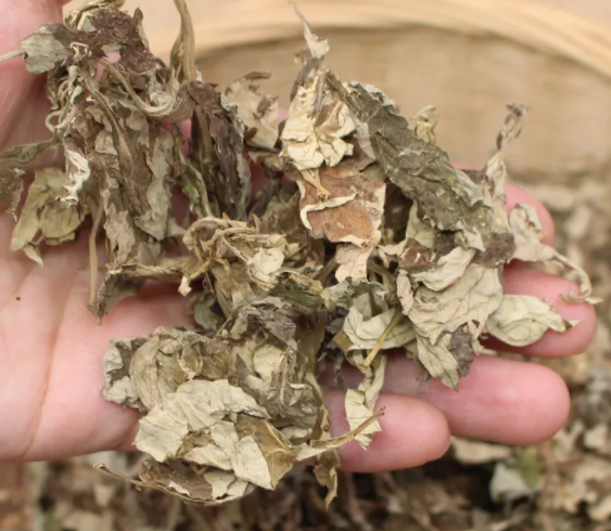陈艾的功效和作用是什么？陈艾可以煮水喝吗