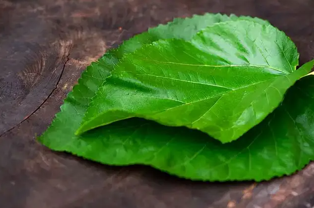 桑葉的功效與作用及食用方法