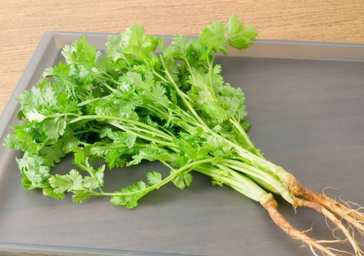 芫荽的功效与作用 芫荽和香菜有什么区别