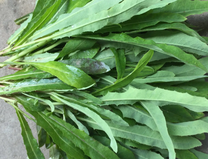 苦菜是热性还是凉性 怎么判断食物是热性还是凉性
