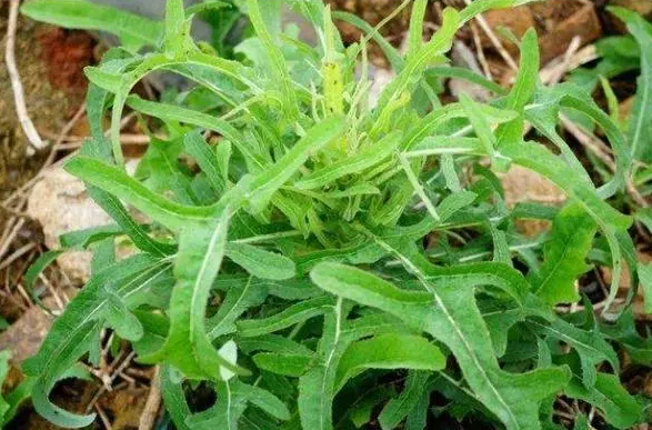 苦菜有什么功效与作用 苦菜是凉性还是热性的