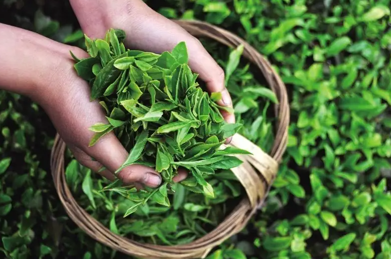 富硒茶的功效与作用 富硒茶与其他绿茶有什么区别