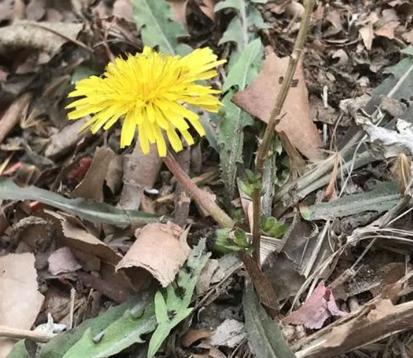 黄花郎和蒲公英的区别 黄花郎的功效