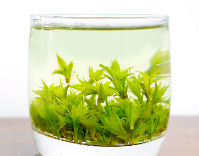 小叶苦丁茶的作用 喝小叶苦丁茶有什么好处