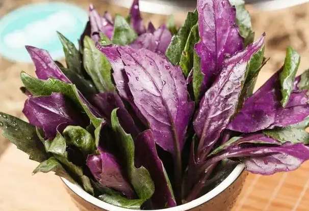 紫贝菜的功效与作用 紫贝菜的做法有哪些
