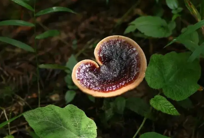 紫灵芝片的功效与作用是什么？紫灵芝服用方法