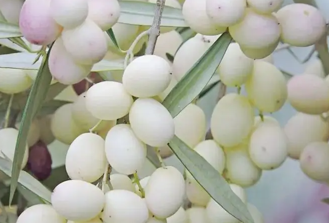 白橄榄的功效与作用 白橄榄煲汤有什么功效