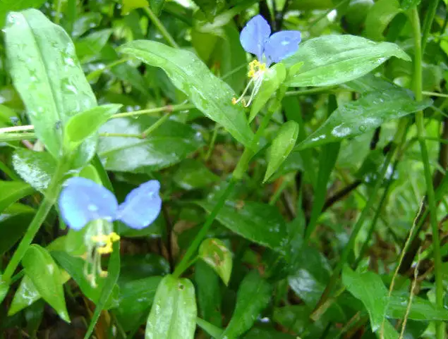 竹壳菜的功效作用 竹壳菜主治什么病