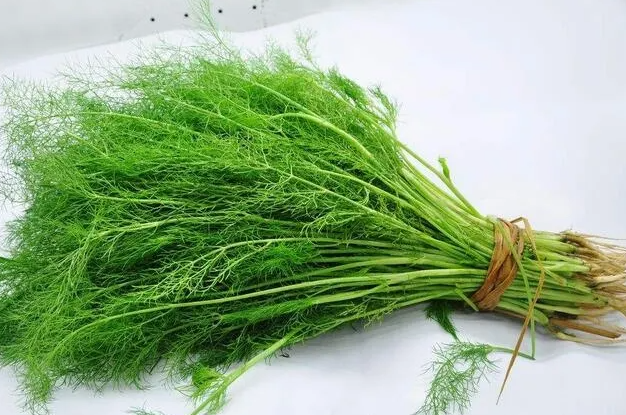 茴香菜的功效与作用是什么？茴香菜的禁忌有哪些