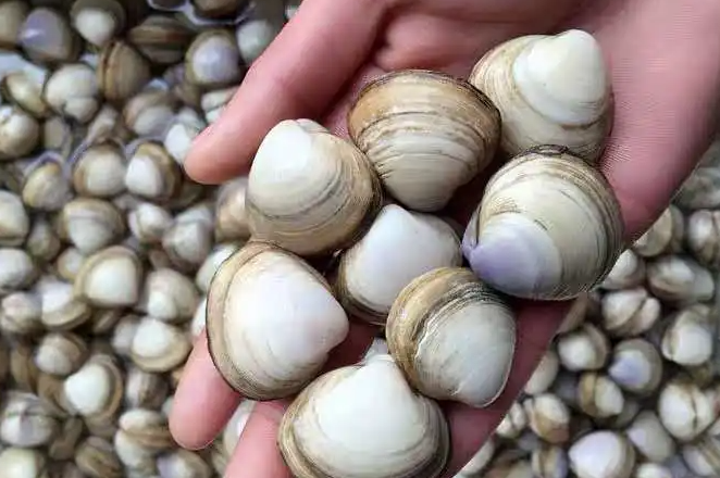 白贝的功效与作用 沙白孕妇可以吃吗
