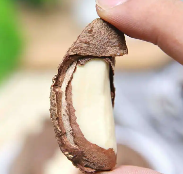 鲍鱼果的功效与作用 什么人不能吃鲍鱼果