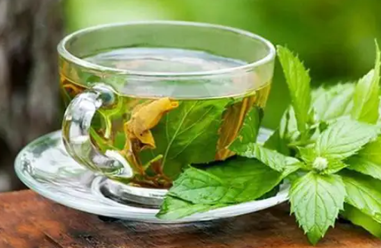 桑叶泡茶有什么功效与作用 桑叶茶的禁忌人群