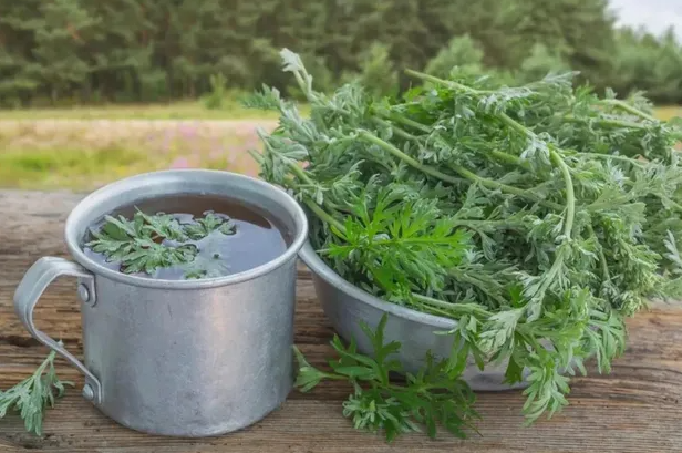 艾叶煮水喝有什么功效 每天喝一杯艾叶水好吗
