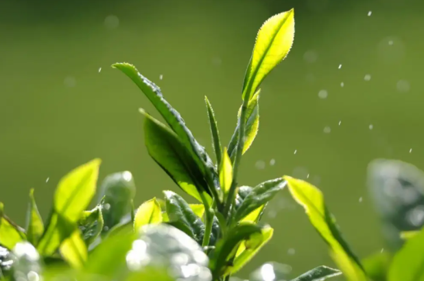 茶树的功效与作用 茶树的3大美容功效