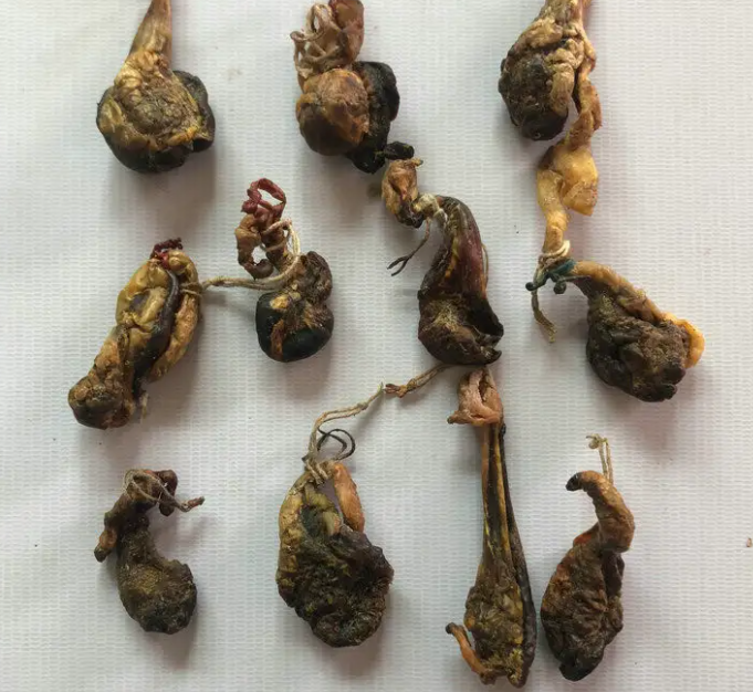 狗胆的功效与作用 狗胆有毒吗？