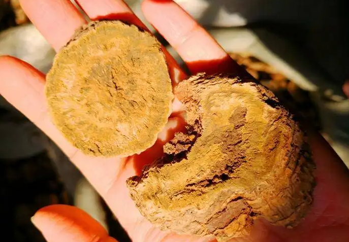 大黄的功效与作用 大黄一天最多吃多少克？