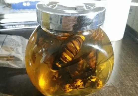 黄蜂直接泡酒可以喝么？黄蜂泡酒的作用和功效