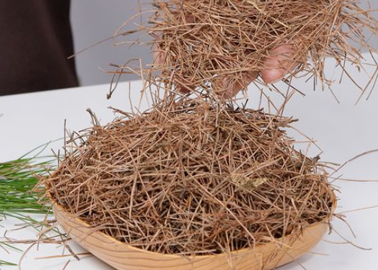 松毛的功效与作用 松毛煮水喝有什么作用