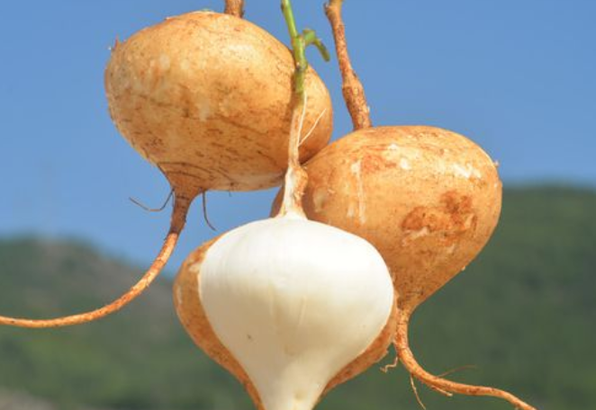 白地瓜的功效与作用 白地瓜营养价值