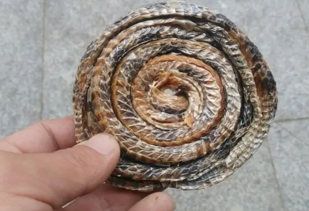 白花蛇的功效与作用 白花蛇可以治类风湿性关节炎吗