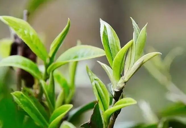 雨水茶有什么功效 雨水茶的四大用途