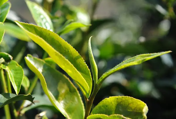 乔木茶的功效与作用 乔木茶属于什么茶