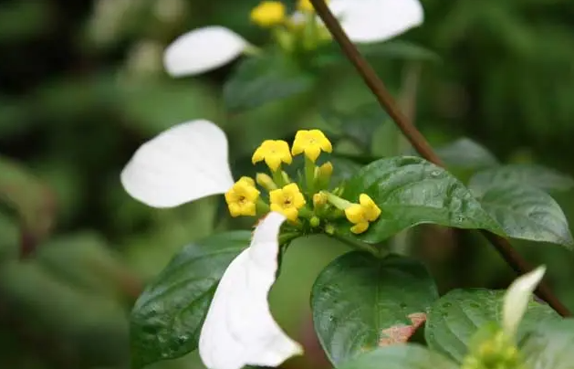 白鹤灵芝草功效与作用及副作用