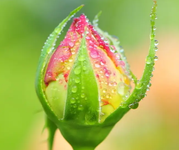 玫瑰花蕾有哪些营养作用？玫瑰花蕾泡茶功效是什么？