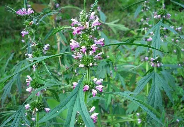 益母草的功效是什么 益母草治疗哪些妇科病