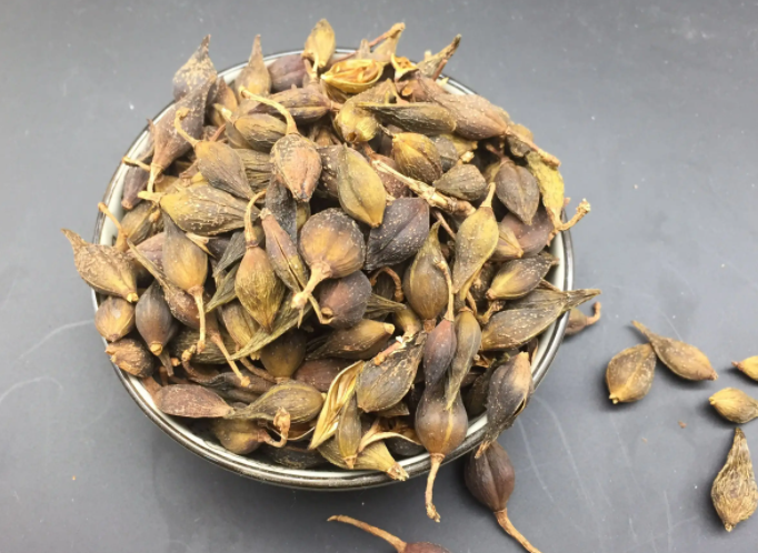 中药连翘的功效与作用是什么 连翘的最佳配伍