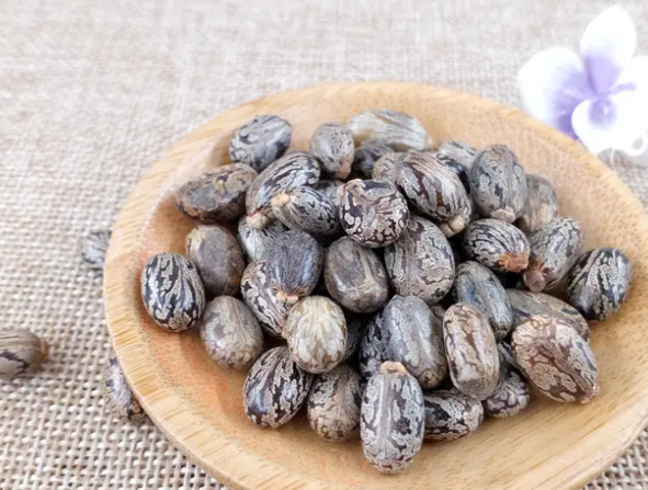 黑麻子的功效与作用 黑麻子的药用价值